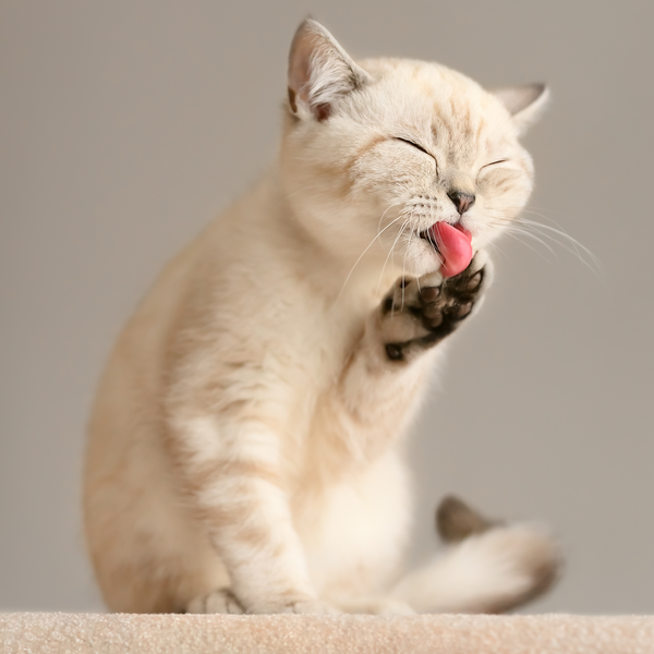 Aseo e Higiene para Gatos: Lo que debes saber