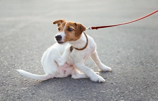 que le puedo dar a mi perro para la urticaria