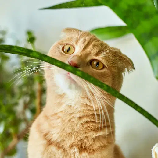 What is CATNIP and How Does it Work? - Effects and Benefits 