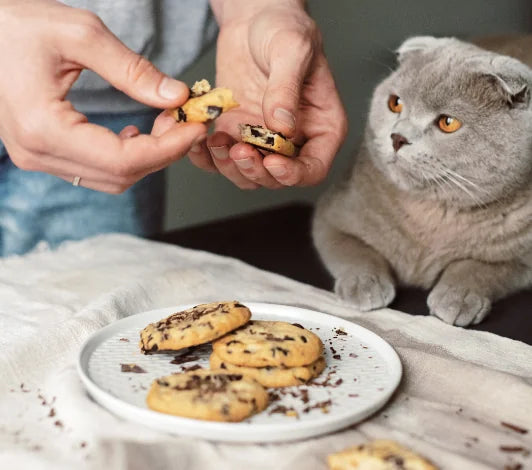 Do cats eat cookies best sale