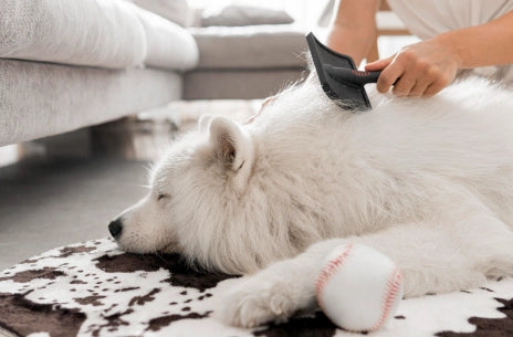 debo cepillar el pelo de mis cachorros