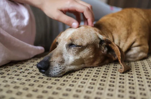 qué medicamento de venta libre se le puede dar a un perro para el dolor