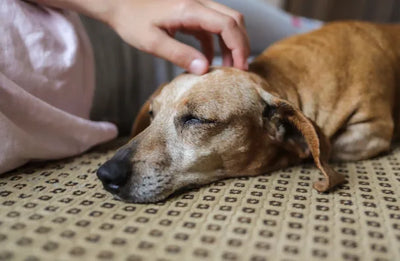 Dolor en Perros: Causas, Síntomas y Tratamientos