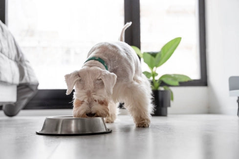 la médula ósea cocida es buena para los perros