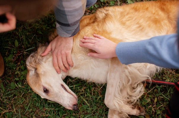 pueden los perros atragantarse con los huesos