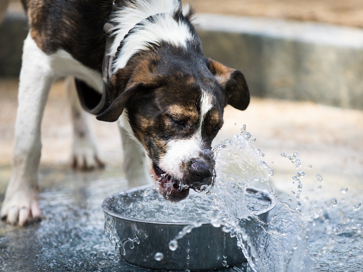 que significa cuando un perro bebe mucha agua