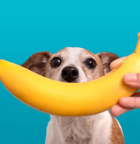 los perros pueden comer bananas todos los dias