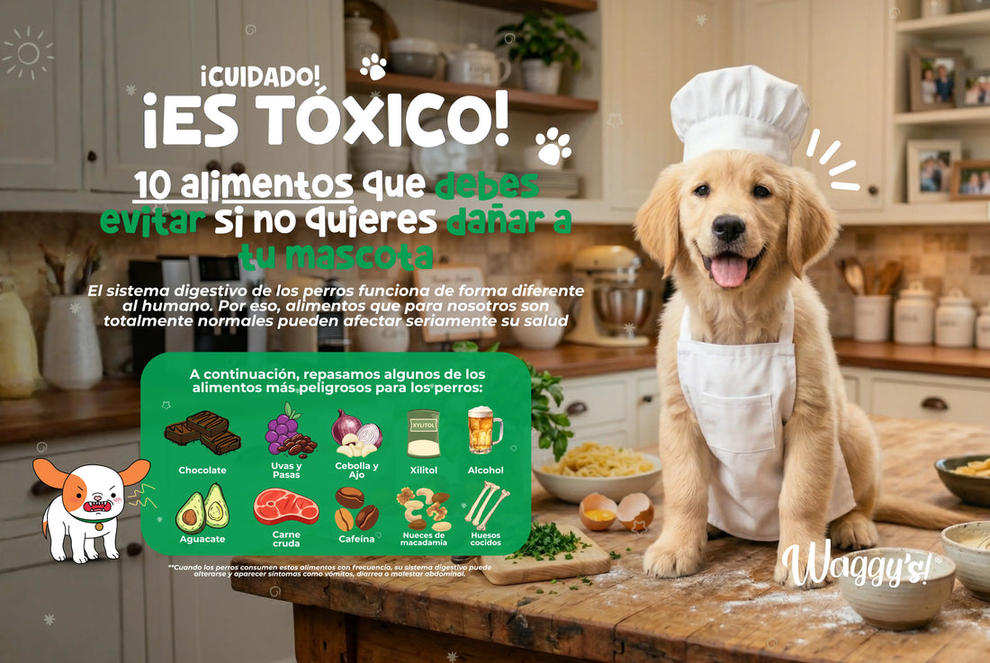 10 alimentos tóxicos para perros que nunca deberías darle (aunque muchos dueños lo hacen)