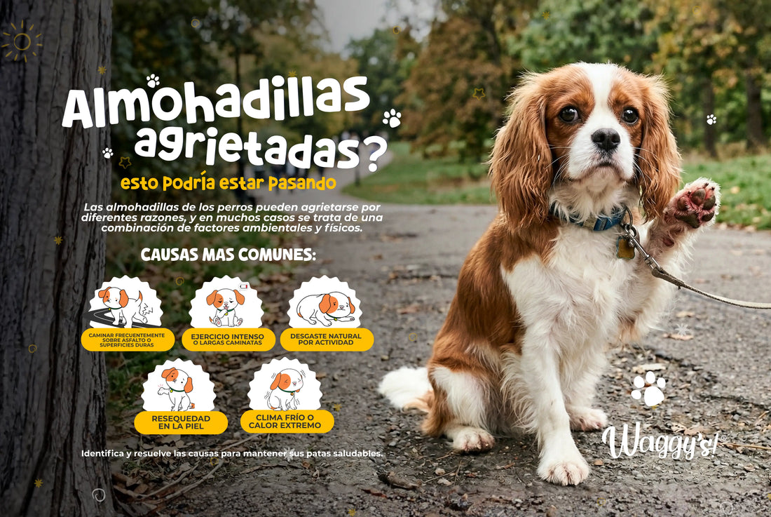 Si las almohadillas de tu perro están agrietadas, esto podría estar pasando