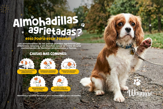 Si las almohadillas de tu perro están agrietadas, esto podría estar pasando