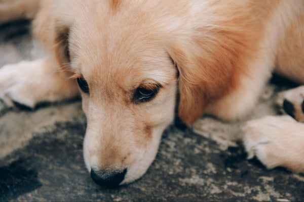 Anemia en Perros: Causas, Síntomas y Tratamiento