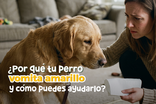 ¿Por qué tu perro vomita amarillo y cómo puedes ayudarlo?