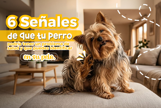 ¿Pelo opaco en tu perro? Esto podría estar avisándote
