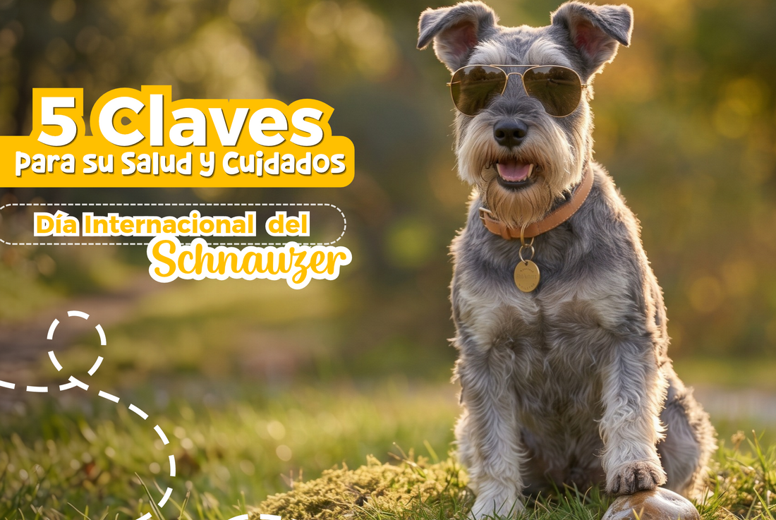 5 Claves para la Salud y Cuidados del Schnauzer en su Día Internacional