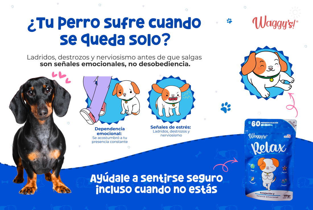 Ansiedad por separación: qué hacer cuando tu perro no soporta estar solo