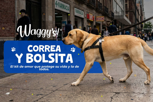 Guía de Paseo Seguro para el Tutor Responsable