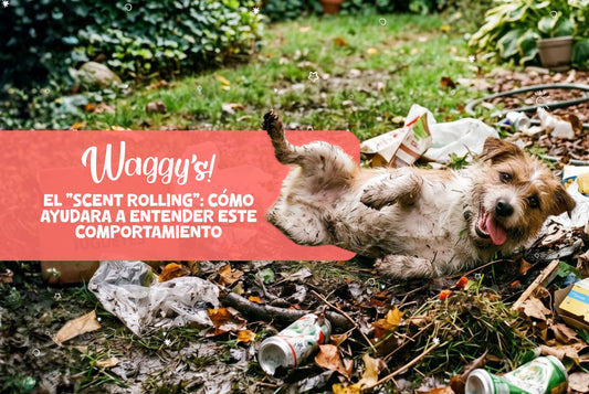 ¿Tu perro ama revolcarse en cosas olorosas? ¿Qué significa esto?