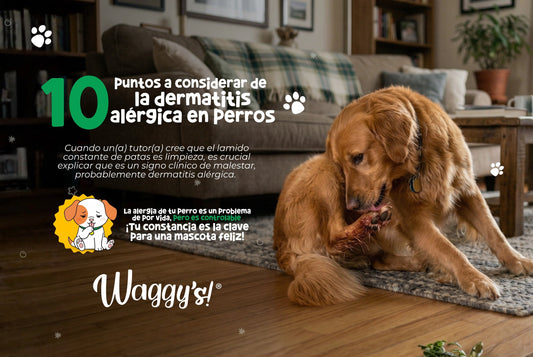 10 puntos a considerar de la dermatitis alérgica en perros