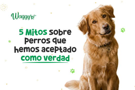 ¡No lo vas a creer! 5 Mitos sobre perros que hemos aceptado como verdad, pero ¿Qué dice la ciencia?