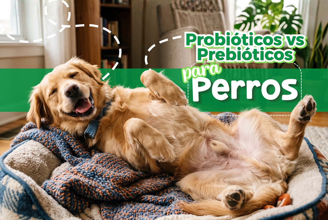 Probióticos vs Prebióticos para Perros