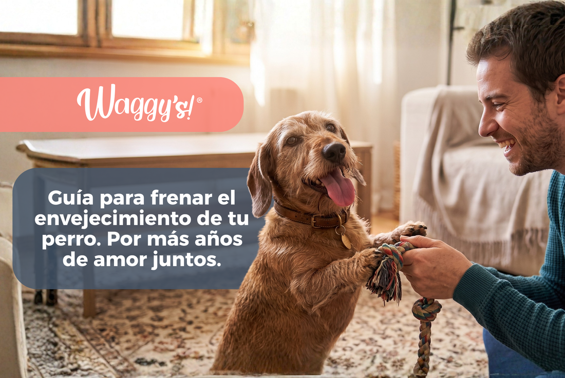 Guía de vitalidad en perros. Por más años de amor juntos