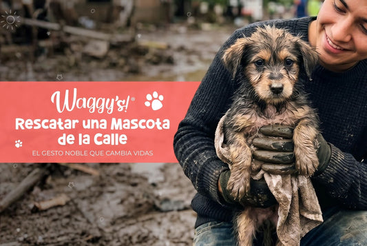 Guía Rápida: 5 Pasos para Rescatar una Mascota de la Calle