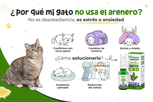 ¿Por qué mi gato no usa el arenero? Causas emocionales y soluciones