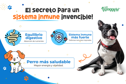 Probióticos para perros: el secreto para un sistema inmune invencible