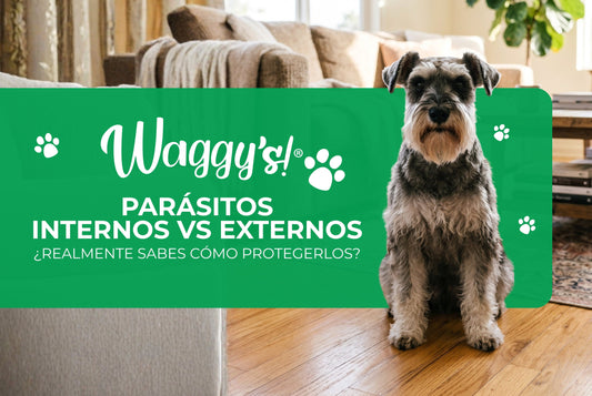 Desparasitación: Guía Rápida para Proteger a tus Mascotas
