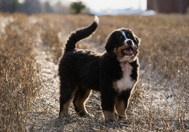 Boyero de Berna: Personalidad, Características y Cuidados
