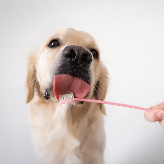 Cambio de Dientes en los Perros: Síntomas y Recomendaciones