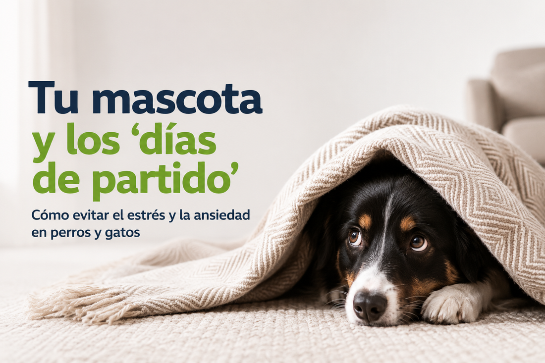 Tu mascota y los 'días de partido': Cómo evitar el estrés y la ansiedad en perros y gatos