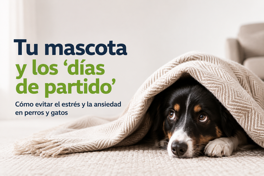 Tu mascota y los 'días de partido': Cómo evitar el estrés y la ansiedad en perros y gatos
