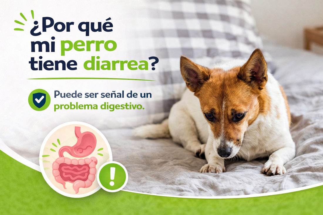 ¿Por qué mi perro tiene diarrea? Causas y qué hacer