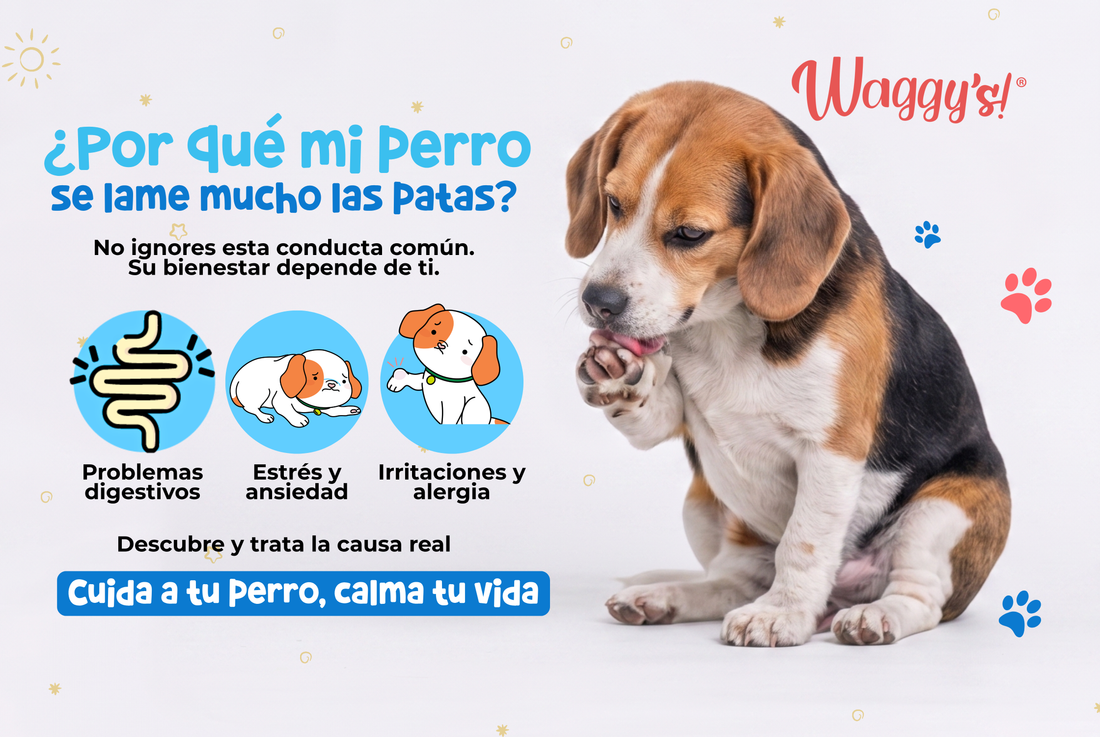 Mi perro se lame mucho las patas: qué significa y cuándo deberías preocuparte