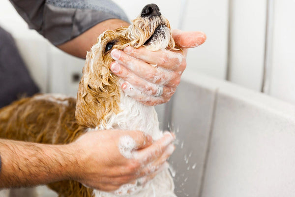 ¿Cómo Bañar a un Perro en Casa? Guía Paso a Paso