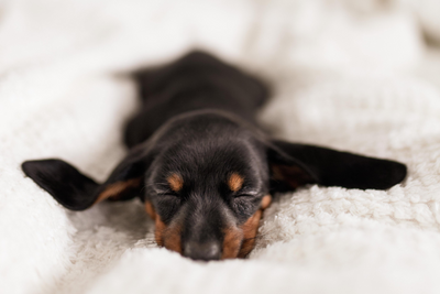 How Many Hours a Dog Sleeps a Day: Everything You Need to Know