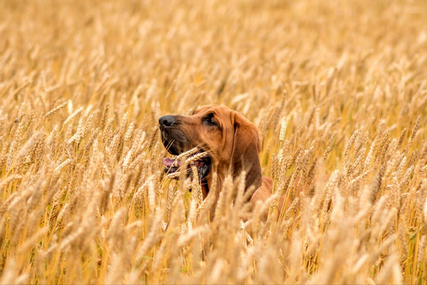 Espigas en Perros: Cómo Extraerlas y Prevenirlas