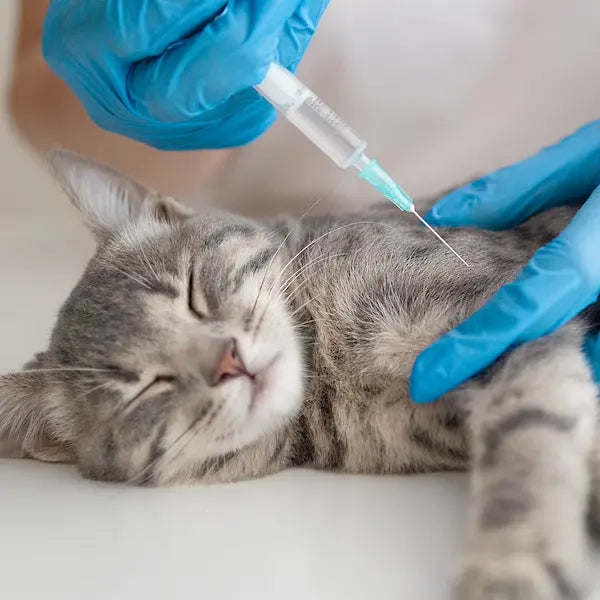 Esterilizacion-gatos