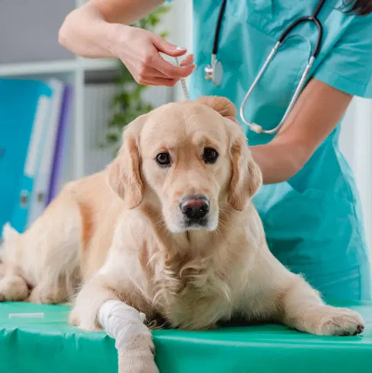 Leishmaniosis en Perros: Qué es, Causas, Síntomas y Tratamiento