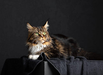 Maine Coon: Origin, Characteristics and Care