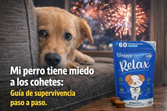 Mi perro tiene miedo a los cohetes: guía de supervivencia paso a paso