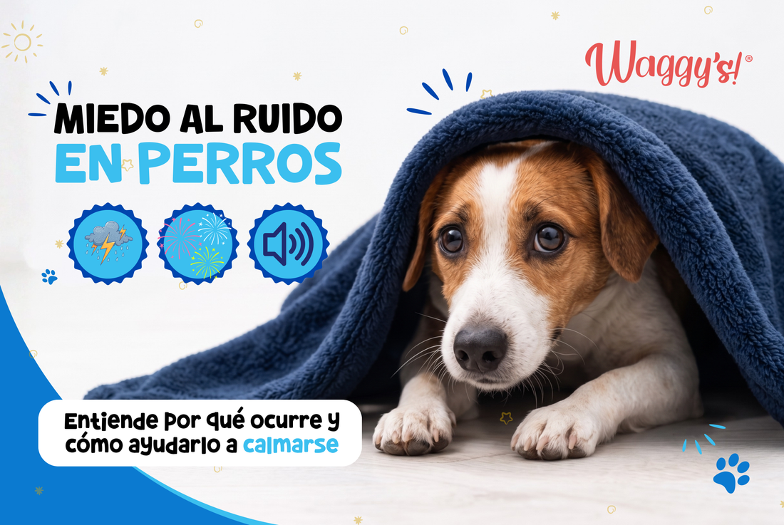 Miedo a ruidos en perros: por qué ocurre y cómo ayudar a tu perro a calmarse