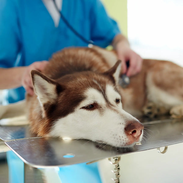 Moquillo en Perros: Causas, Etapas y Tratamiento