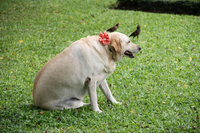 Obesidad y Sobrepeso en Perros: Todo lo que Necesitas Saber