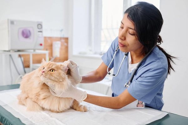 Otitis en Gatos: Qué es, Síntomas y Tratamiento