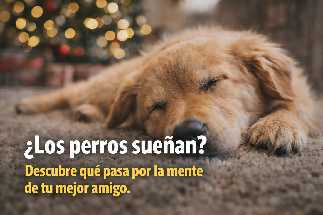 Sueño de los perros: lo que revela sobre su bienestar