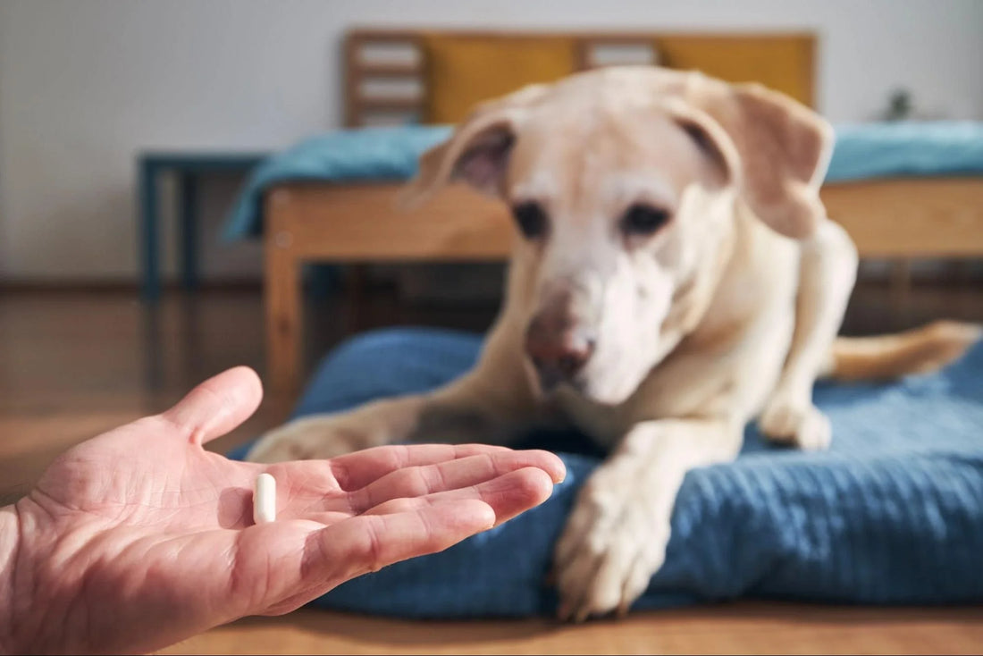 Prednisona en Perros: Todo lo que Necesitas Saber