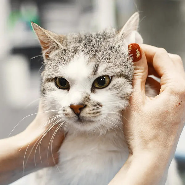 Ringworm in Cats: Symptoms, Contagion and Treatment