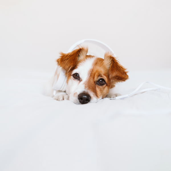 10 Síntomas de Estrés & Ansiedad en Perros